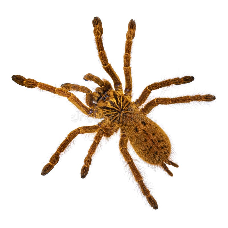 Молодой оранжевый паук tatantula павиана на белом стоковое фото