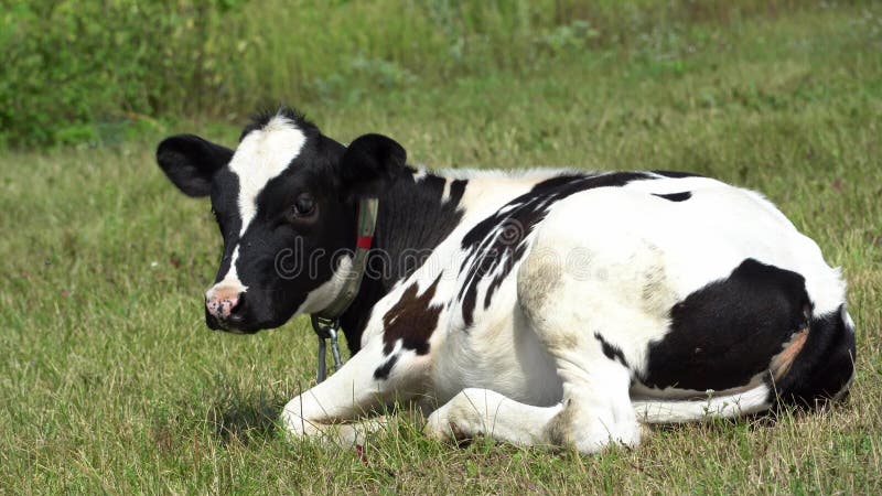 молодой телёнок лежит на траве в солнечный летний день. весёлый телёнок отгоняет мух и отдыхает на траве