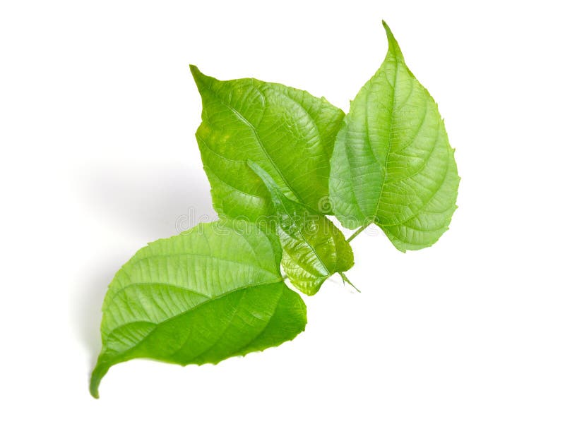 Молодые volubilis plukenetia sprout широко известные как гайка или incapeanut инков арахисовой sacha inchi sacha арахисовой горы стоковое изображение