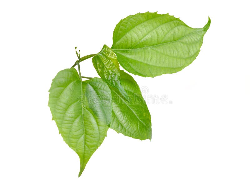 Молодые volubilis plukenetia sprout широко известные как гайка или incapeanut инков арахисовой sacha inchi sacha арахисовой горы стоковые фотографии rf