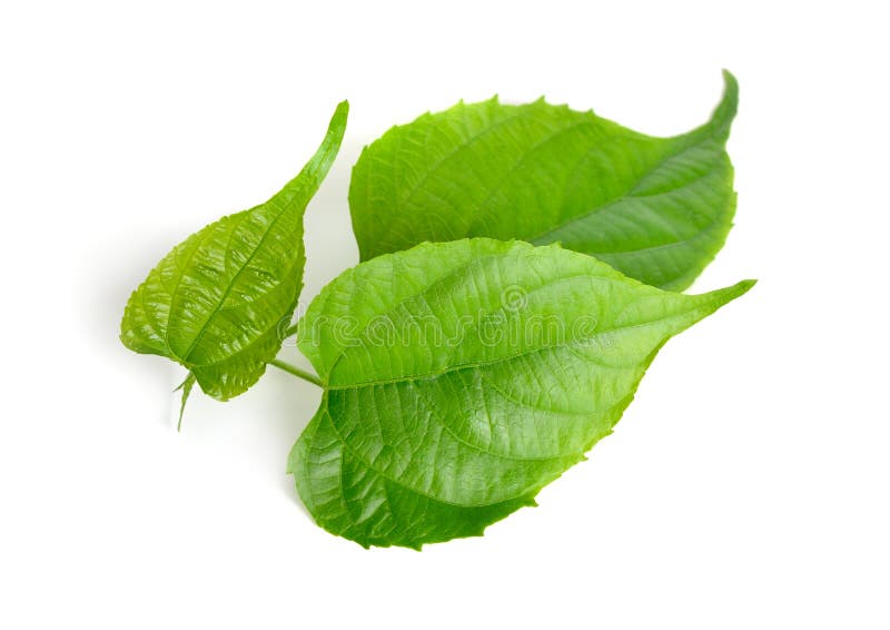 Молодые volubilis plukenetia sprout широко известные как гайка или incapeanut инков арахисовой sacha inchi sacha арахисовой горы стоковые фото