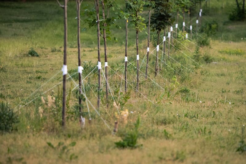 Молодые деревья засадили в ряд и обеспечили с веревочкой стоковое фото rf Молодые деревья засадили в ряд и обеспечили с веревочкой стоковое фото rf