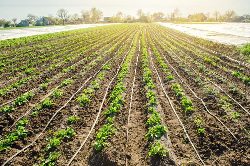 Young potatoes growing in the field are connected to drip irrigation. Agriculture landscape. Rural plantations. Farmland Farming. Selective focus. Young potatoes growing in the field are connected to drip irrigation. Agriculture landscape. Rural plantations. Farmland Farming. Selective focus.