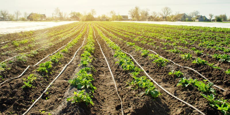 Young potatoes growing in the field are connected to drip irrigation. Agriculture landscape. Rural plantations. Farmland Farming. Selective focus. Young potatoes growing in the field are connected to drip irrigation. Agriculture landscape. Rural plantations. Farmland Farming. Selective focus