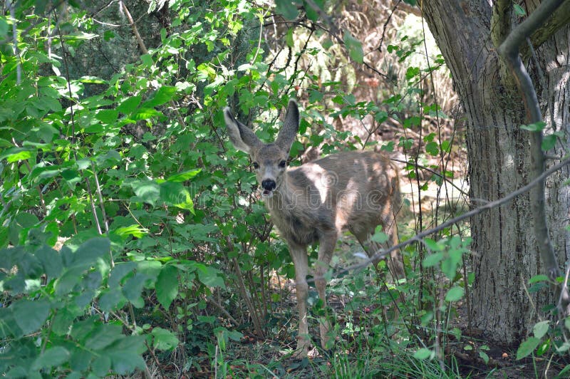 Young deer foraging in Kathryn Albertson Park, a wildlife refuge in the heart of Boise, Idaho, home to ducks, geese, rabbits, deer, and a wide assortment of birds from larks to hawks. The park is a very popular spot for tourists and visitors, and local families to enjoy nature. Young deer foraging in Kathryn Albertson Park, a wildlife refuge in the heart of Boise, Idaho, home to ducks, geese, rabbits, deer, and a wide assortment of birds from larks to hawks. The park is a very popular spot for tourists and visitors, and local families to enjoy nature.