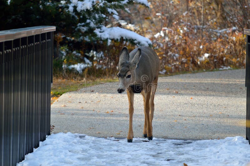 A young deer foraging, walking along the paths and snow-covered footbridge in Kathryn Albertson Park, a wildlife refuge in the heart of Boise, Idaho, home to a wide assortment of birds and other creatures. The park is a very popular spot for tourists and visitors, and local families to enjoy nature. Here shown November autumn foliage and snow, this youngster was walking right toward me! Class, Mammalia; Family, Cerivdae. A young deer foraging, walking along the paths and snow-covered footbridge in Kathryn Albertson Park, a wildlife refuge in the heart of Boise, Idaho, home to a wide assortment of birds and other creatures. The park is a very popular spot for tourists and visitors, and local families to enjoy nature. Here shown November autumn foliage and snow, this youngster was walking right toward me! Class, Mammalia; Family, Cerivdae