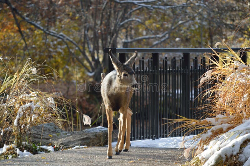 A young deer foraging, walking along the paths and snow-covered footbridge in Kathryn Albertson Park, a wildlife refuge in the heart of Boise, Idaho, home to a wide assortment of birds and other creatures. The park is a very popular spot for tourists and visitors, and local families to enjoy nature. Here shown November autumn foliage and snow, this youngster was walking right toward me! Class, Mammalia; Family, Cerivdae. A young deer foraging, walking along the paths and snow-covered footbridge in Kathryn Albertson Park, a wildlife refuge in the heart of Boise, Idaho, home to a wide assortment of birds and other creatures. The park is a very popular spot for tourists and visitors, and local families to enjoy nature. Here shown November autumn foliage and snow, this youngster was walking right toward me! Class, Mammalia; Family, Cerivdae