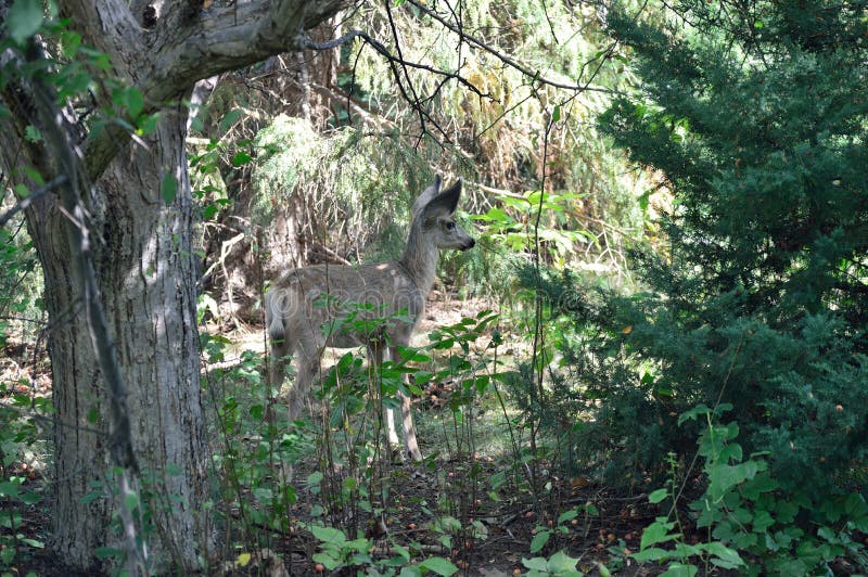 Young deer foraging in Kathryn Albertson Park, a wildlife refuge in the heart of Boise, Idaho, home to ducks, geese, rabbits, deer, and a wide assortment of birds from larks to hawks. The park is a very popular spot for tourists and visitors, and local families to enjoy nature. Young deer foraging in Kathryn Albertson Park, a wildlife refuge in the heart of Boise, Idaho, home to ducks, geese, rabbits, deer, and a wide assortment of birds from larks to hawks. The park is a very popular spot for tourists and visitors, and local families to enjoy nature.