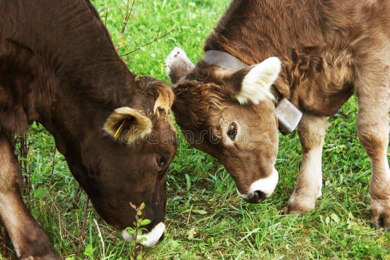 Young brown cows are playing together.Picture taken on a Swiss meadow. The cows come from a bio-farm. Green and grass in the background. Young brown cows are playing together.Picture taken on a Swiss meadow. The cows come from a bio-farm. Green and grass in the background.