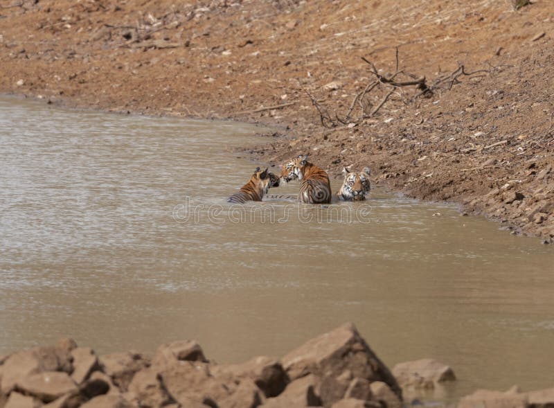 2 молодых тигра играя в воде на махарастре запаса тигра Tadoba, Индии стоковое фото 2 молодых тигра играя в воде на махарастре запаса тигра Tadoba, Индии стоковое фото