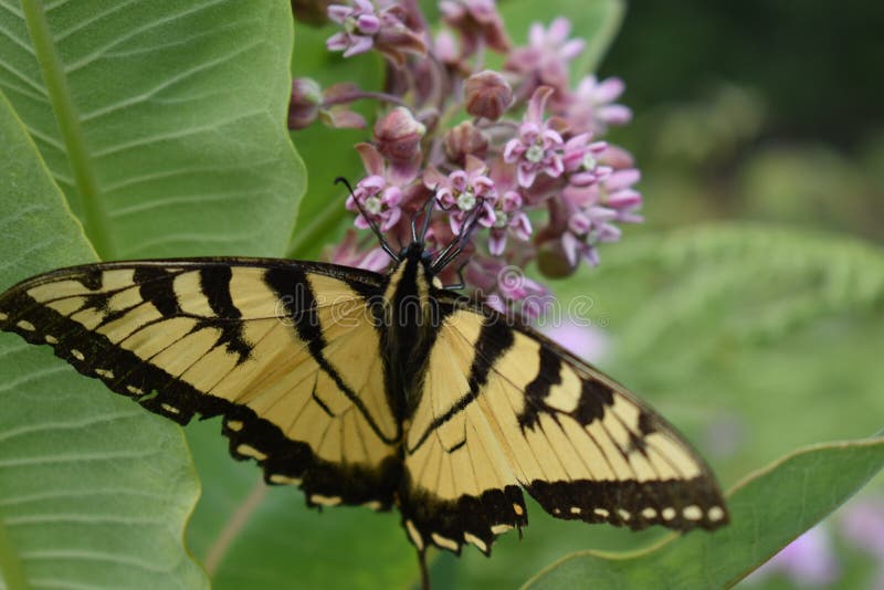 Монарх приземленный на Milkweed стоковая фотография rf Монарх приземленный на Milkweed стоковая фотография rf