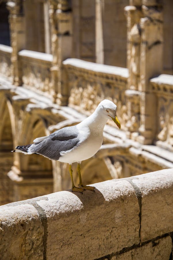 Bird at Jeronimos monastery in Lisbon, Portugal. Bird at Jeronimos monastery in Lisbon, Portugal