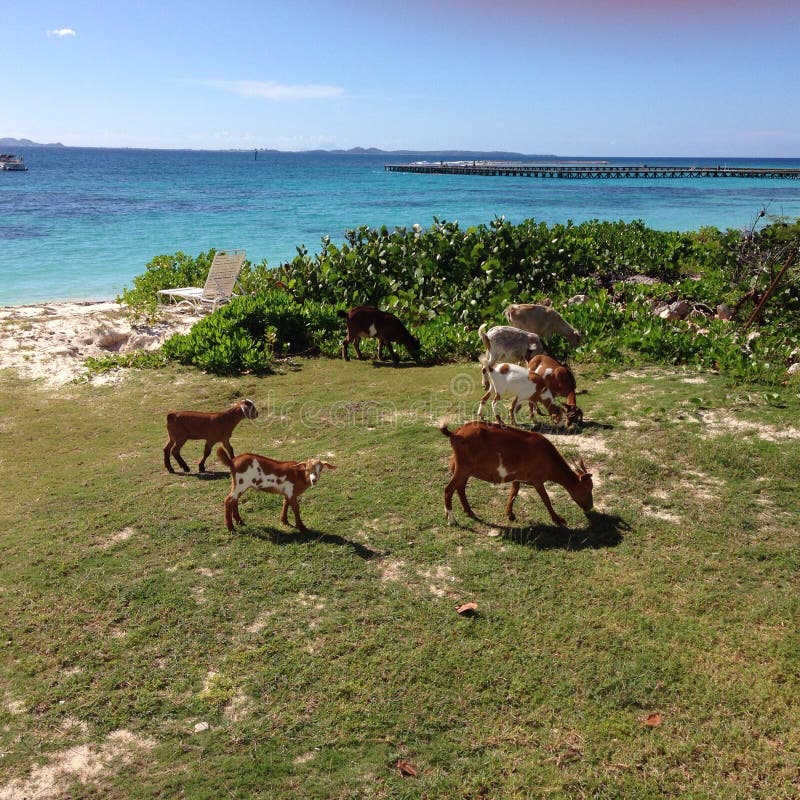 Goats Caribbean sea weeds bush. Goats Caribbean sea weeds bush