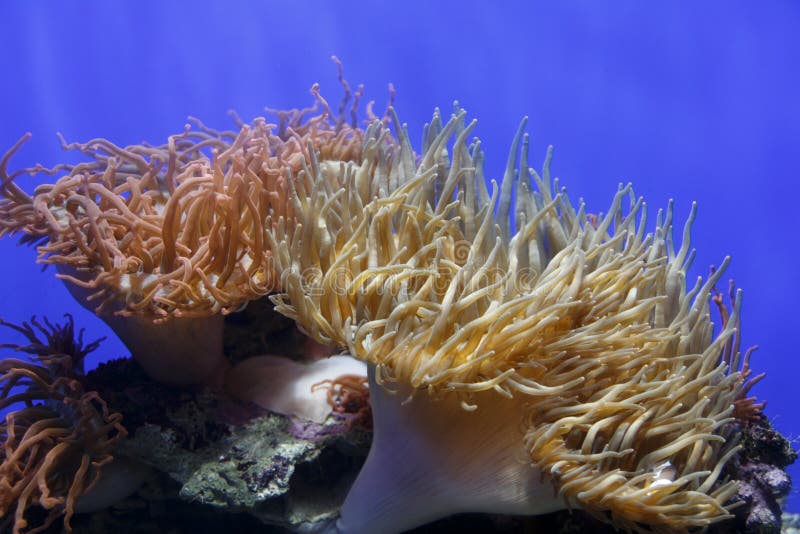 море коралла стоковые фото море коралла стоковые фото