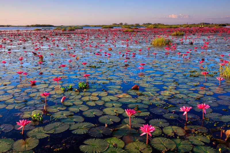 Море красного лотоса, озера Nong Harn, Udon Thani, Таиланда стоковая фотография rf Море красного лотоса, озера Nong Harn, Udon Thani, Таиланда стоковая фотография rf