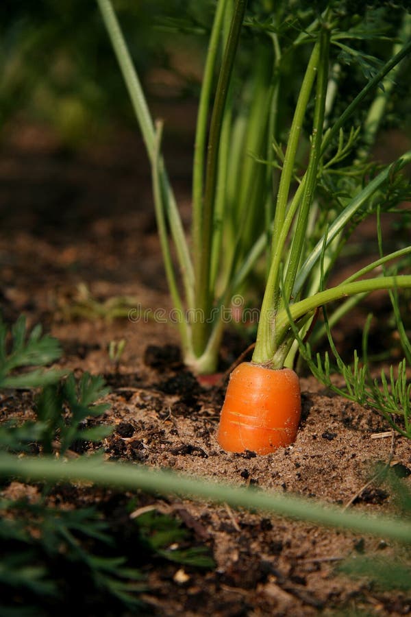 Red carrot bed, grown above ground. Red carrot bed, grown above ground