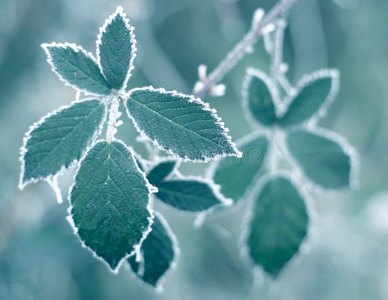 Frosty leaves + blue filter. Frosty leaves + blue filter