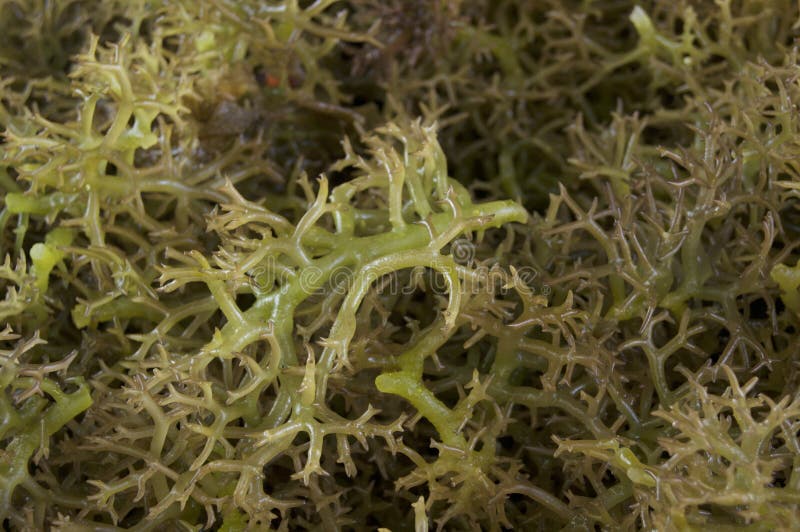 Морская водоросль spinosum Eucheuma вид красных водорослей стоковые фотографии rf Морская водоросль spinosum Eucheuma вид красных водорослей стоковые фотографии rf