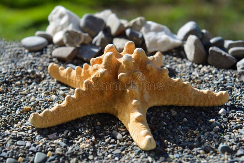 Морские звёзды на песке на seashore стоковое фото rf Морские звёзды на песке на seashore стоковое фото rf