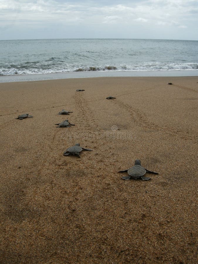 Морские черепахи зеленого цвета Hatchling на пляже стоковое изображение Морские черепахи зеленого цвета Hatchling на пляже стоковое изображение