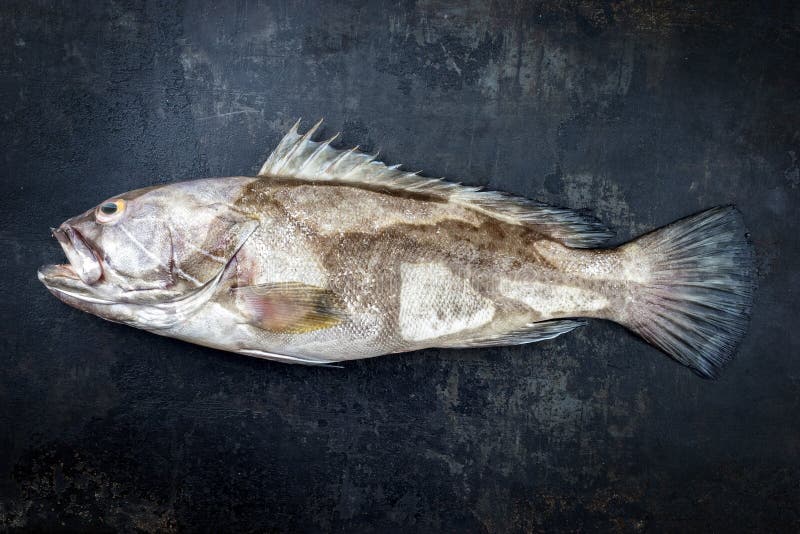 Морского окуня пресной соленой воды белый на черном фоне деревенскую стоковые изображения
