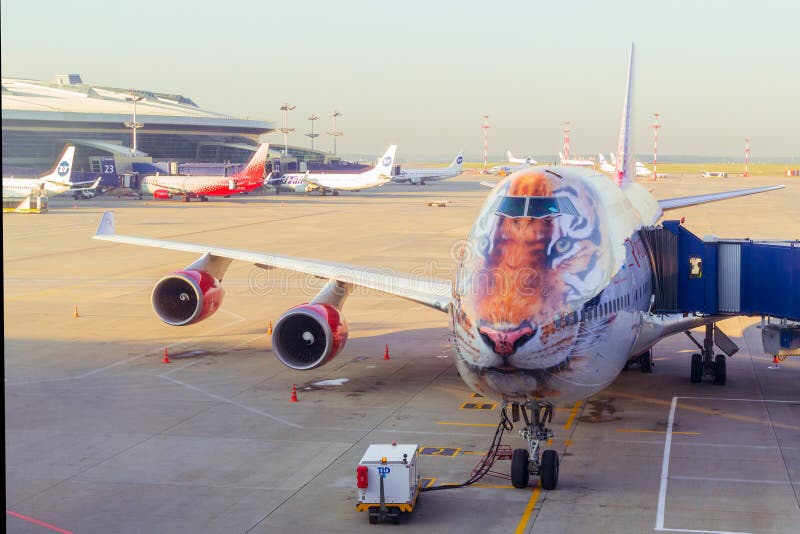 MOSCOW, RUSSIA - 18 SEPTEMBER, 2018: Boeing 747 airplane of Rossiya airlines in Amur tiger color at airport runway with animal face painted on aircraft nose, commercial plane departure background. MOSCOW, RUSSIA - 18 SEPTEMBER, 2018: Boeing 747 airplane of Rossiya airlines in Amur tiger color at airport runway with animal face painted on aircraft nose, commercial plane departure background