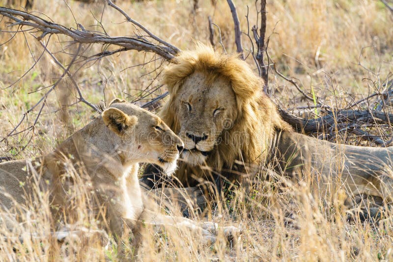 Мужская и женская левица (Panthera leo) собравшиеся вместе, взятые в ЮАР стоковое изображение rf Мужская и женская левица (Panthera leo) собравшиеся вместе, взятые в ЮАР стоковое изображение rf