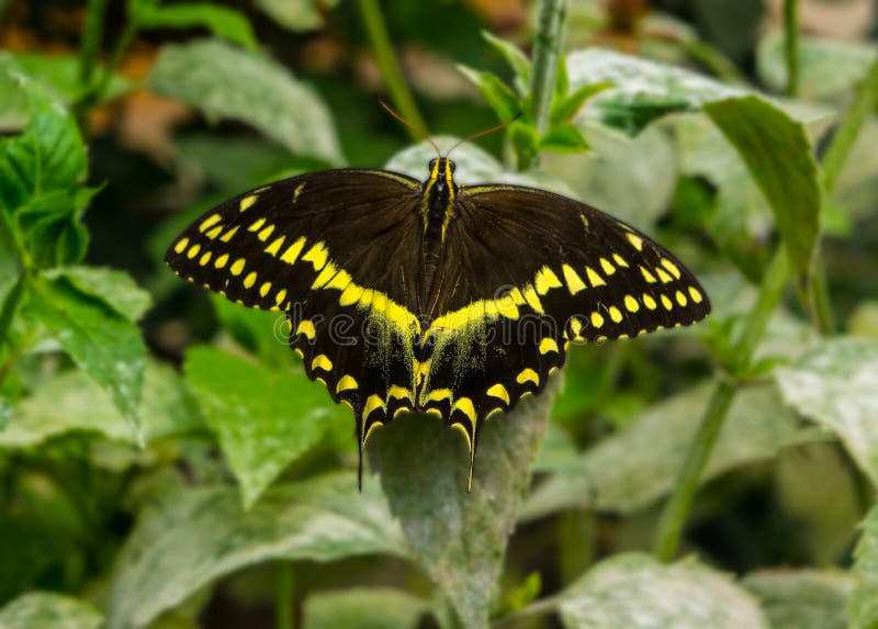 Мужская черная и желтая бабочка Swallowtail стоковое изображение rf Мужская черная и желтая бабочка Swallowtail стоковое изображение rf