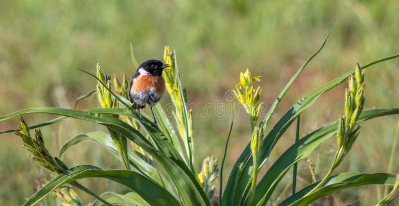 Colorful male African stonechat perched on a bush with yellow flowers image in landscape format with copy space. Colorful male African stonechat perched on a bush with yellow flowers image in landscape format with copy space