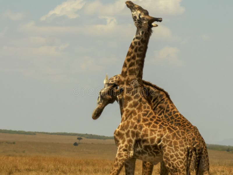 Мужской necking жирафа 2 для того чтобы установить засилье в masai mara стоковое фото rf Мужской necking жирафа 2 для того чтобы установить засилье в masai mara стоковое фото rf
