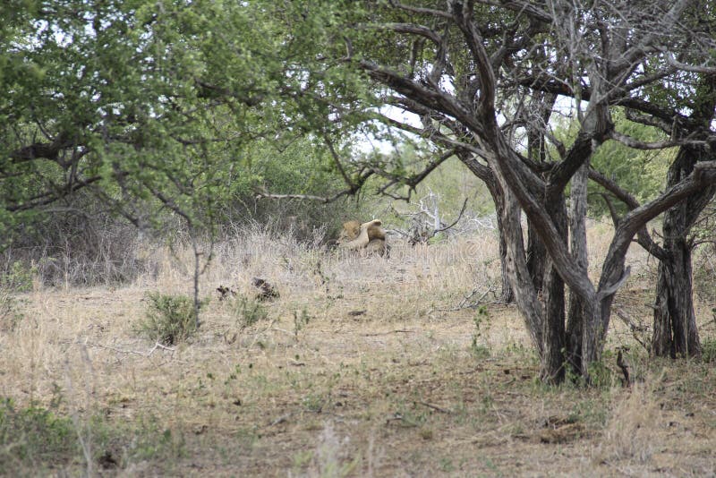 Мужской лев пряча в кусте занятом лижущ его тестикулы, Kruger NP Южную Африку стоковые изображения rf Мужской лев пряча в кусте занятом лижущ его тестикулы, Kruger NP Южную Африку стоковые изображения rf
