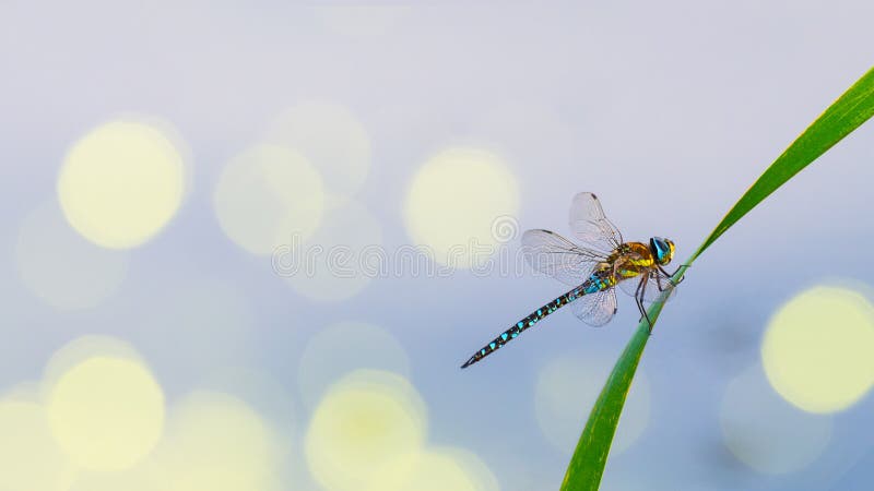Мужской мигрирующий dragonfly лоточницы на лезвии травы Mixta Aeshna стоковые изображения rf Мужской мигрирующий dragonfly лоточницы на лезвии травы Mixta Aeshna стоковые изображения rf