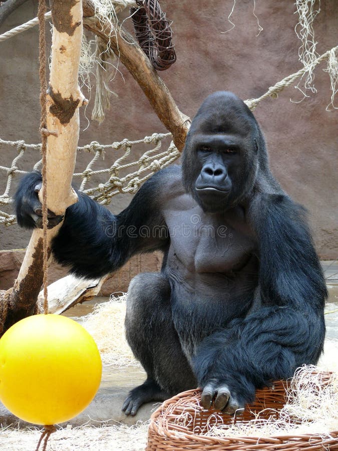 Gorilla male in zoo in prague. Gorilla male in zoo in prague