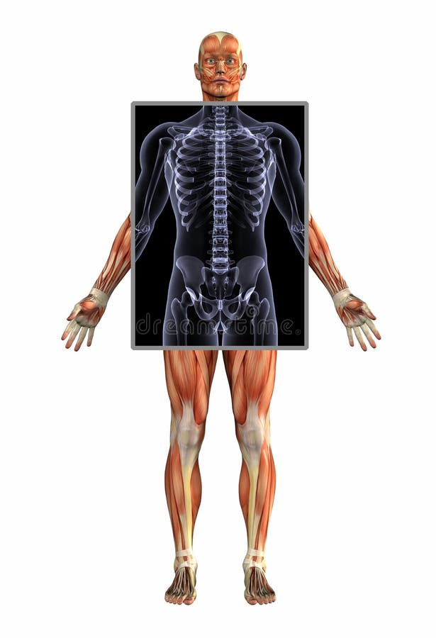 мужчина клиппирования анатомирования muscles рентгеновский снимок путя бесплатная иллюстрация мужчина клиппирования анатомирования muscles рентгеновский снимок путя бесплатная иллюстрация