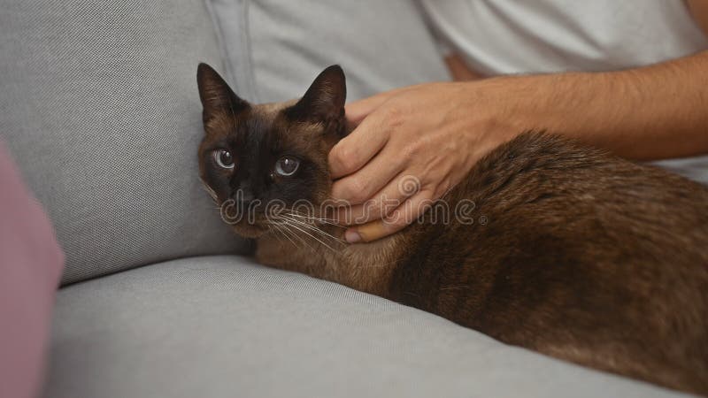 Мужчина мягко поглаживает сиамскую кошку, лежащую на диване в уютной домашней обстановке стоковая фотография