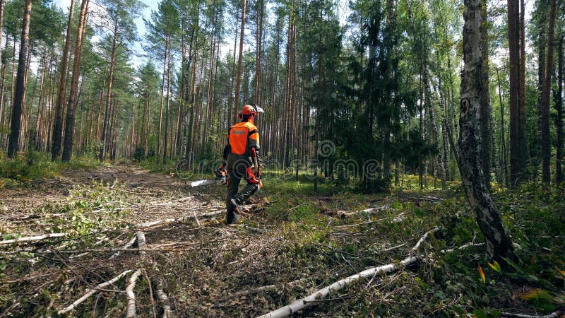 Мужчина с бензопилой ходит по лесу