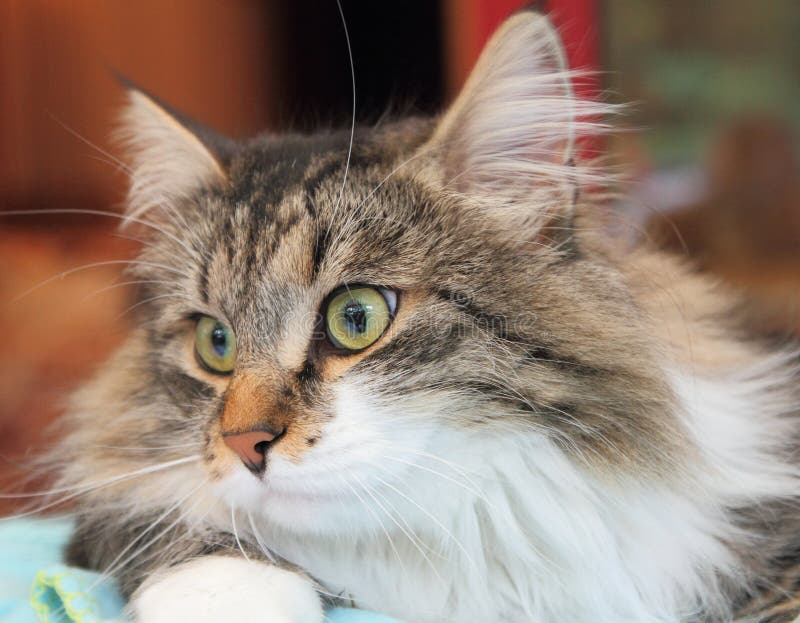 Мужчина сибирского кота стоковое фото Мужчина сибирского кота стоковое фото