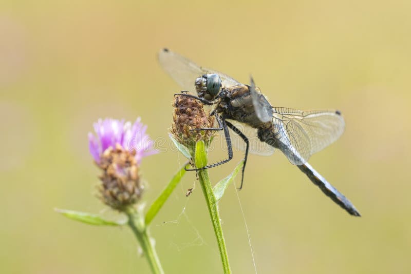 Мужчина Черно-замкнул шумовку, cancellatum Orthetrum, крупный план стоковая фотография
