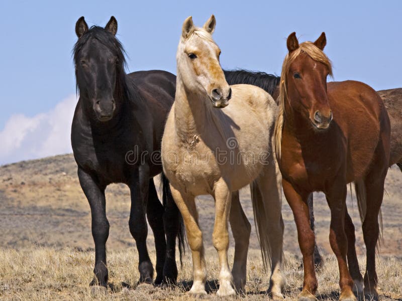 The mustang horse audience of mares watch closely from a distance on western range. Mustangs horses in Wyoming. The mustang horse audience of mares watch closely from a distance on western range. Mustangs horses in Wyoming.