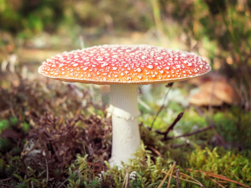 Мухомор Muscaria Красный ядовитый гриб пластинчатого гриба мухы в лесе стоковое изображение rf Мухомор Muscaria Красный ядовитый гриб пластинчатого гриба мухы в лесе стоковое изображение rf
