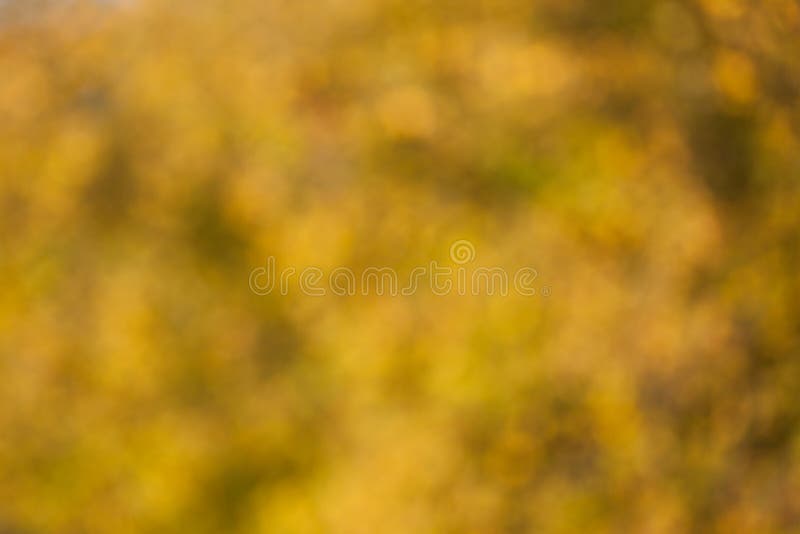 Мягкая, расплывчатая, сфотографированная предпосылка bokeh стоковые фото Мягкая, расплывчатая, сфотографированная предпосылка bokeh стоковые фото