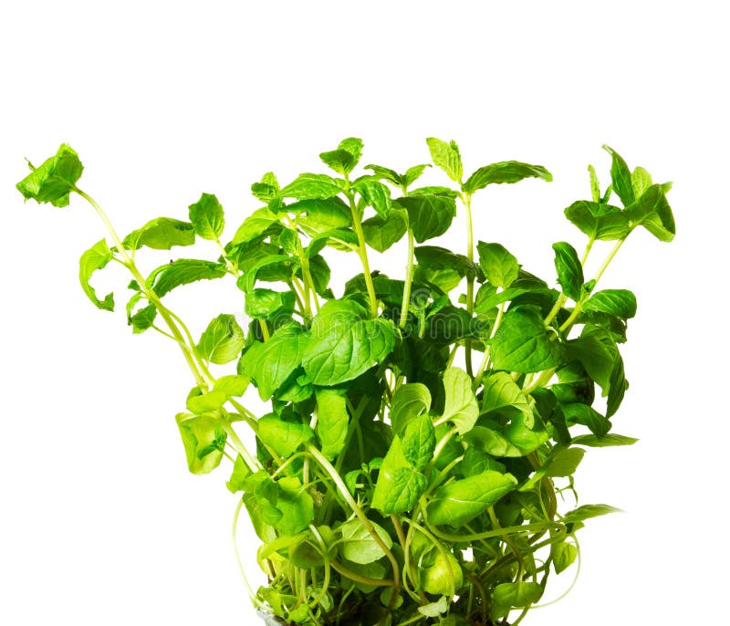 Bush of mint, isolated on a white. Bush of mint, isolated on a white