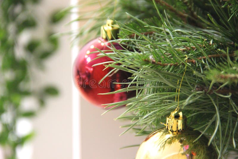 на желтой абстрактной предпосылке белая полка с зеленым цветком в баке coniferous зеленые ветви рождественской елки, стоковая фотография rf на желтой абстрактной предпосылке белая полка с зеленым цветком в баке coniferous зеленые ветви рождественской елки, стоковая фотография rf
