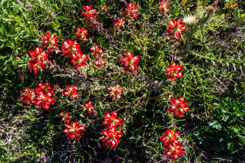 Надземный крупный план группы ярких оранжевых Wildflowers индийского Paintbrush стоковое изображение