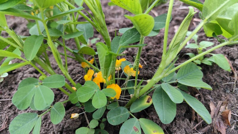 Цветущий арахис (Arachis hypogaea) обильно растет в полях стоковые изображения