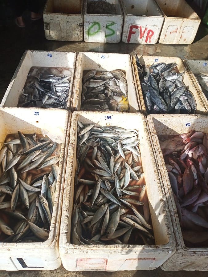 на рынке в изобилии продаются различные виды морских и пресноводных рыб стоковое фото