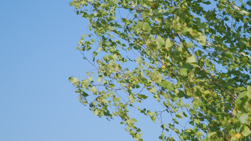 На фоне голубого неба природы очистить с листвой осени филиалов березы.