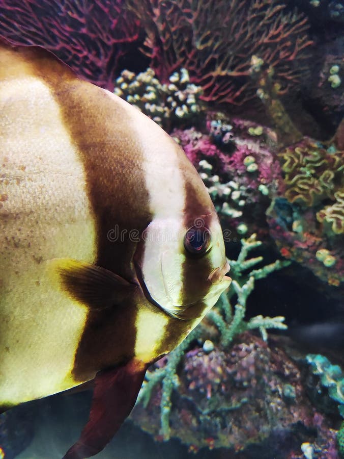 на фоне скал и рифов в воде плавают декоративные полосатые аквариумные рыбы стоковая фотография