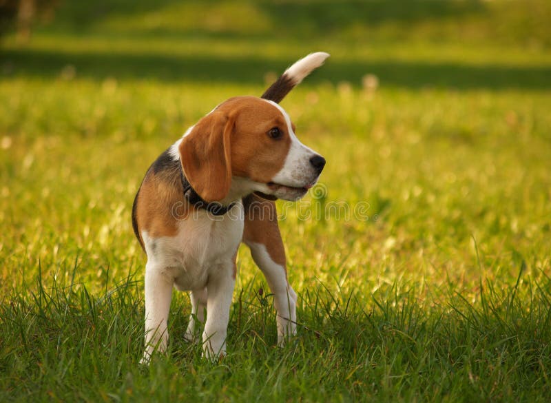 наблюдатель собаки beagle стоковая фотография rf наблюдатель собаки beagle стоковая фотография rf