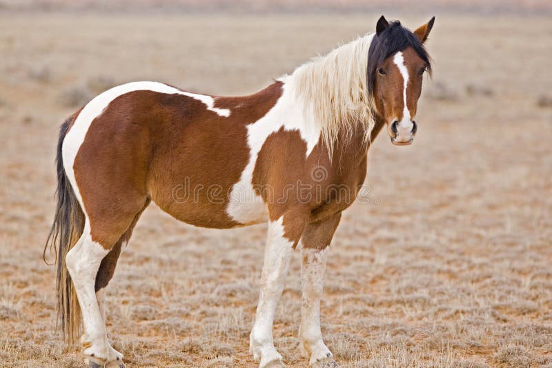 This red, white and black paint mare in Wyoming is large and dominant. This red, white and black paint mare in Wyoming is large and dominant.